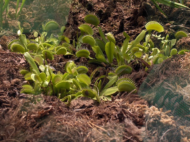 Trampa Pinza Dionaea Muscipula
