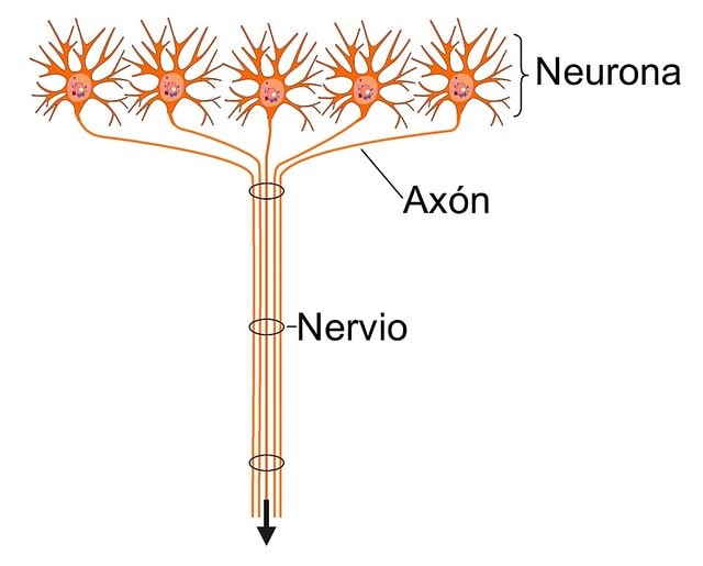 Neurona, nervio y axon