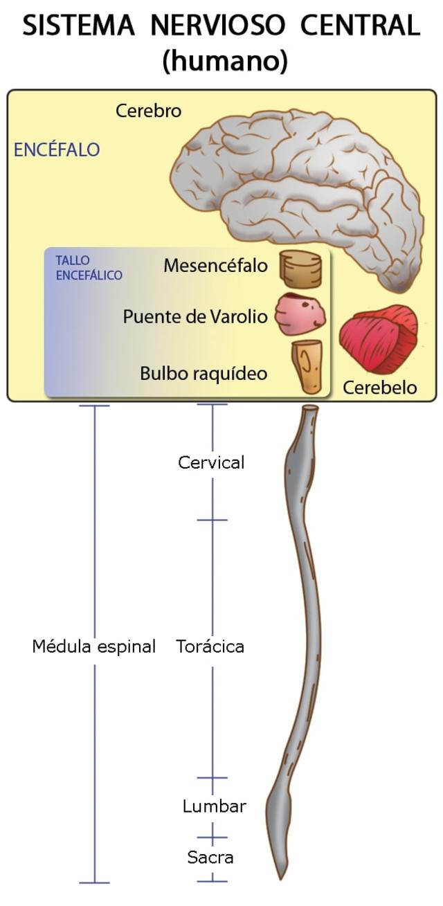 Sistema nervisoso central